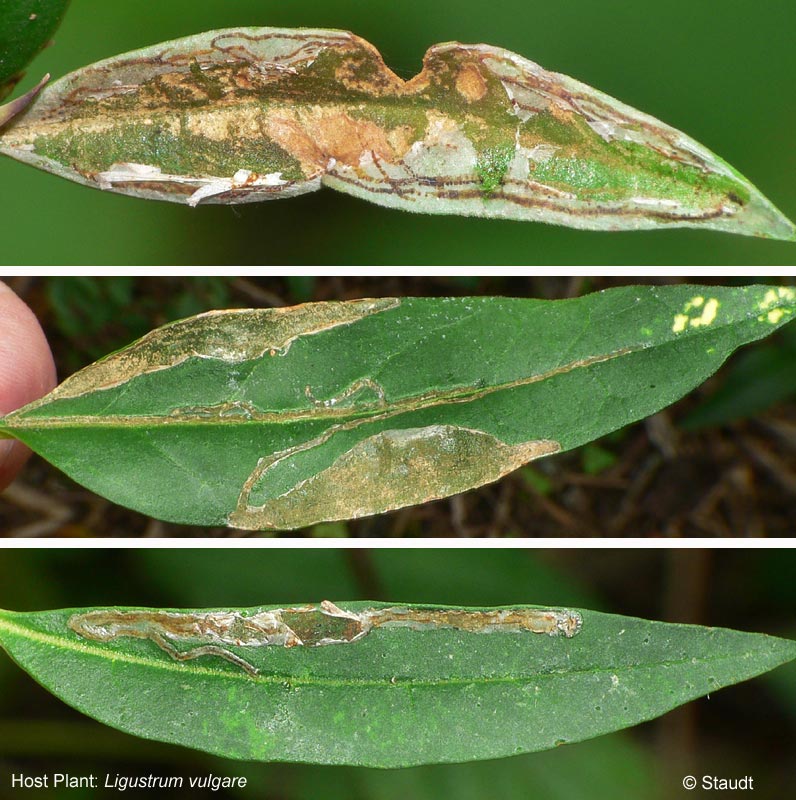 Caloptilia cuculipennella (HBNER, 1796)