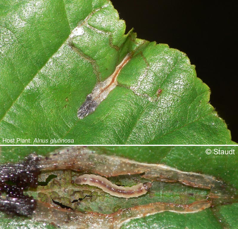 Caloptilia elongella (LINNAEUS, 1761)