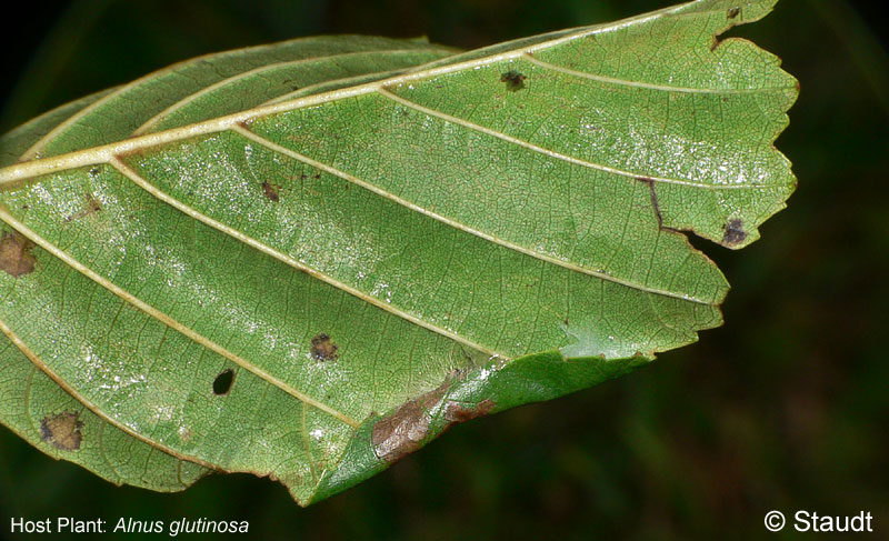 Caloptilia elongella (LINNAEUS, 1761)