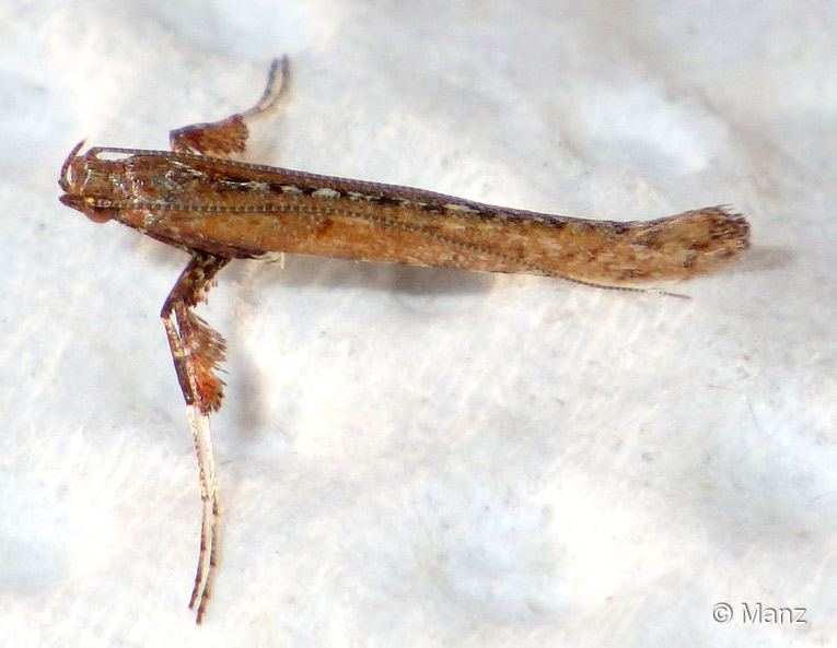 Caloptilia falconipennella (HBNER, 1813)