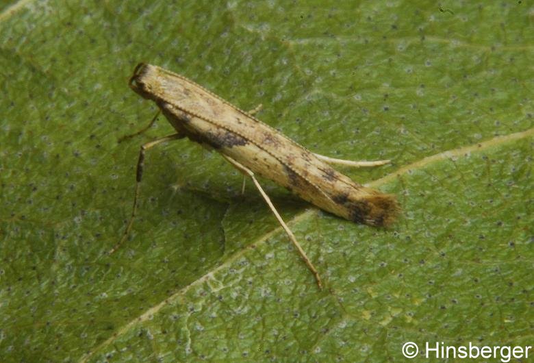 Caloptilia honoratella (REBEL, 1914)