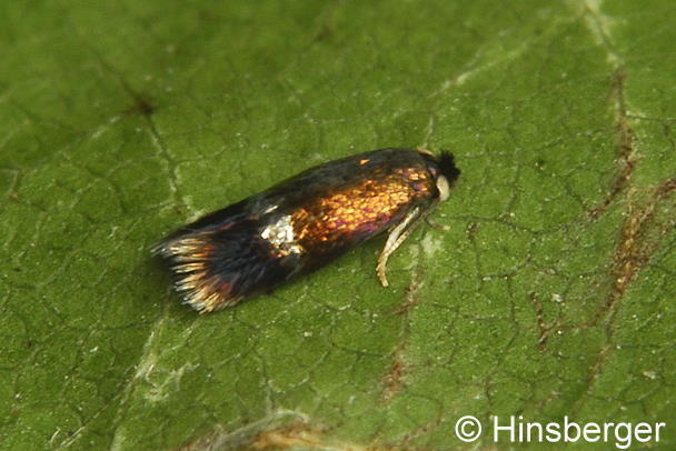 Stigmella ulmivora (FOLOGNE, 1860)