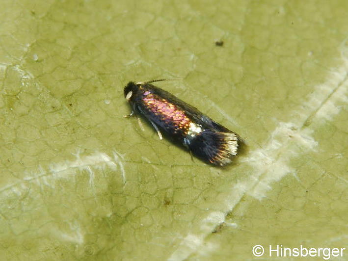 Stigmella ulmivora (FOLOGNE, 1860)