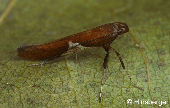 Caloptilia stigmatella (FABRICIUS, 1781)