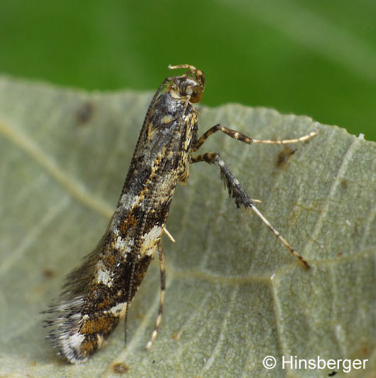 Gracillaria syringella (FABRICIUS, 1794)