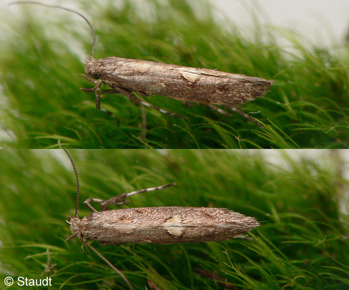 Calybites phasianipennella (HBNER, 1813)