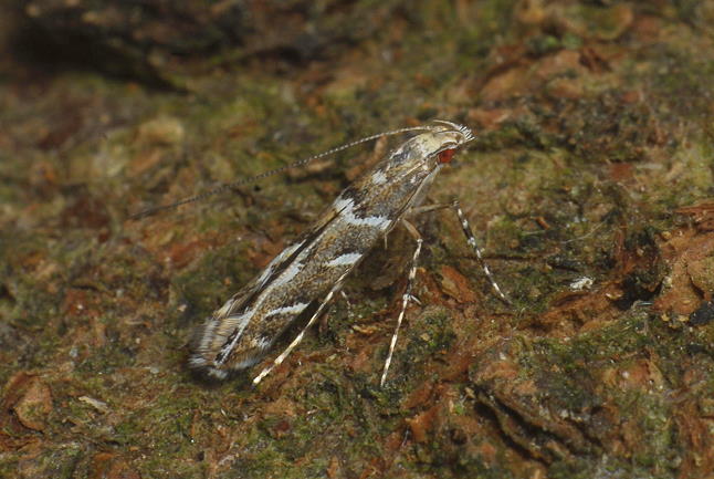 Acrocercops brongniardella (FABRICIUS, 1798)