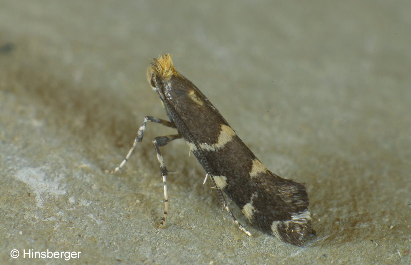 Callisto denticulella (THUNBERG, 1794)