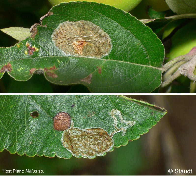 Callisto denticulella (THUNBERG, 1794)