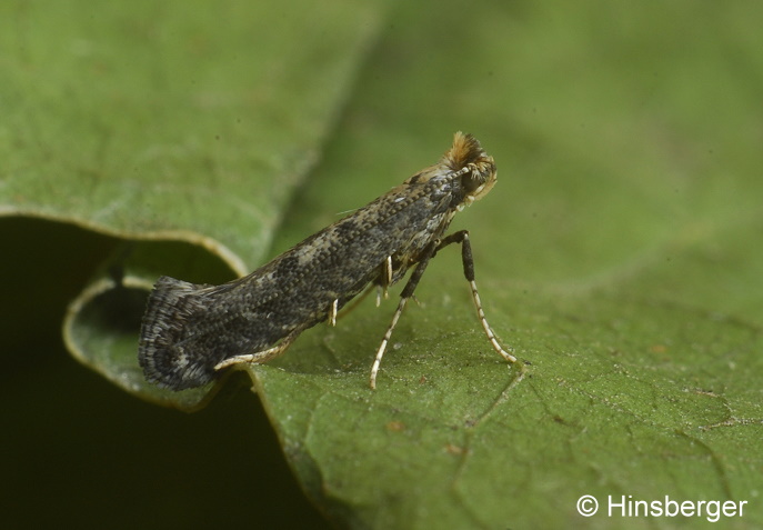 Parornix anglicella (STAINTON, 1850)