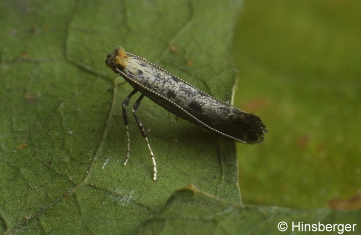 Parornix anglicella (STAINTON, 1850)