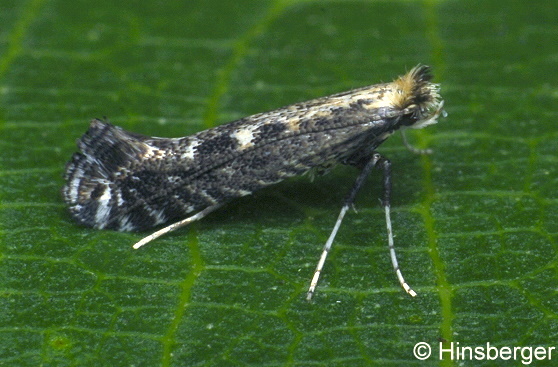 Parornix finitimella (ZELLER, 1850)