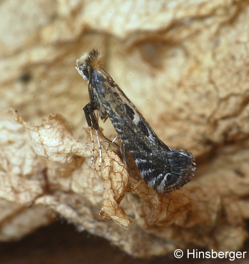 Parornix torquillella (ZELLER, 1850)