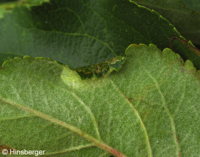 Phyllonorycter blancardella (FABRICIUS, 1781)