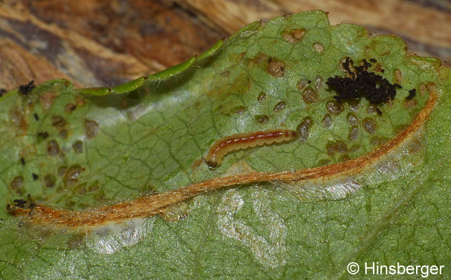Phyllonorycter blancardella (FABRICIUS, 1781)
