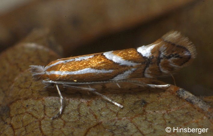 Phyllonorycter cerasicolella (HERRICH-SCHFFER, 1855)