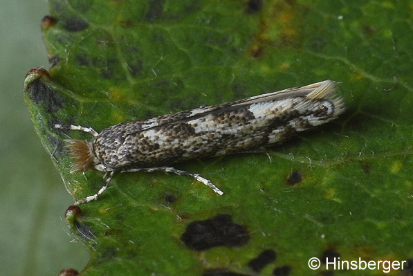 Phyllonorycter comparella (DUPONCHEL, 1843)