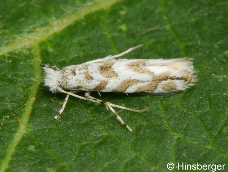 Phyllonorycter comparella (DUPONCHEL, 1843)