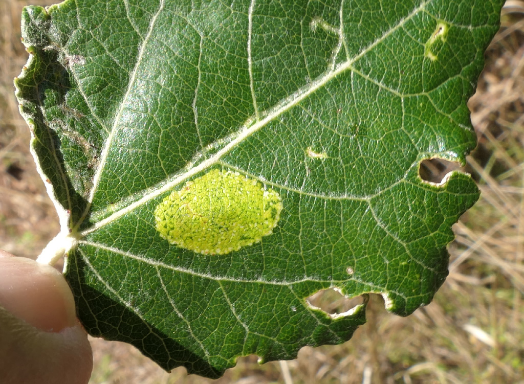 Phyllonorycter comparella (DUPONCHEL, 1843)