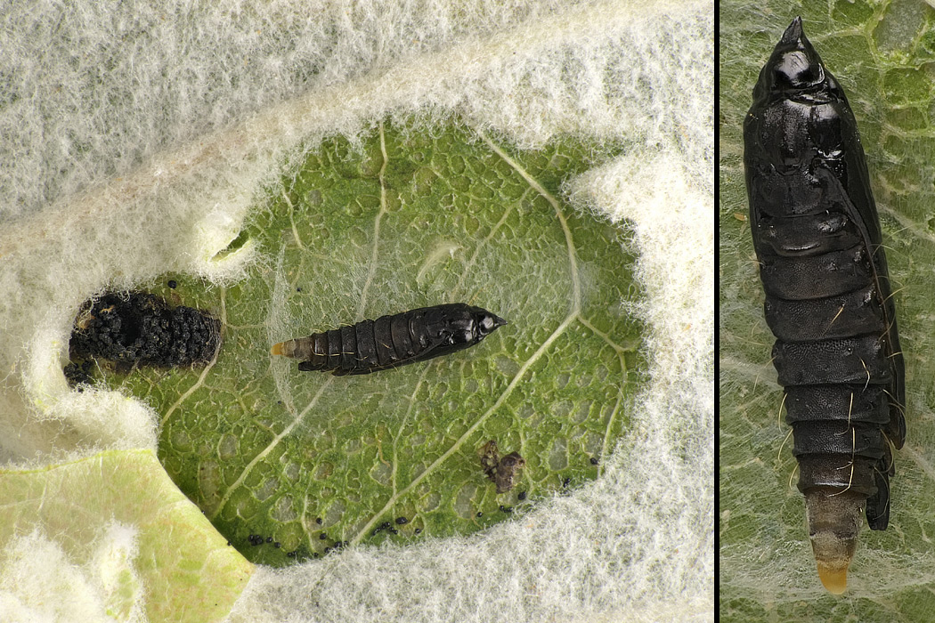 Phyllonorycter comparella (DUPONCHEL, 1843)