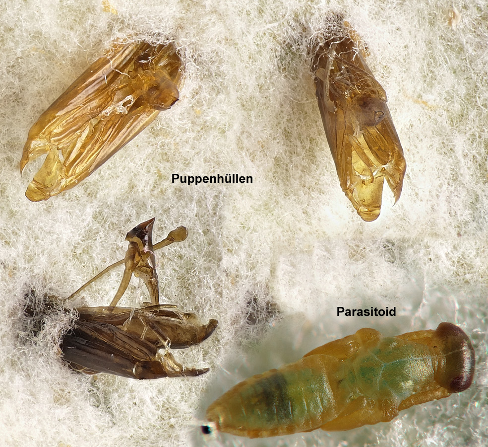 Phyllonorycter comparella (DUPONCHEL, 1843)