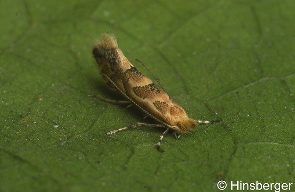 Phyllonorycter connexella (ZELLER, 1846)