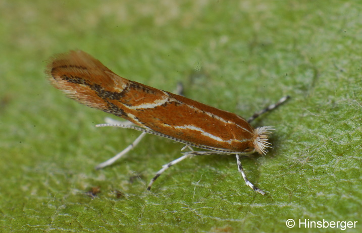 Phyllonorycter corylifoliella (HBNER, 1796)