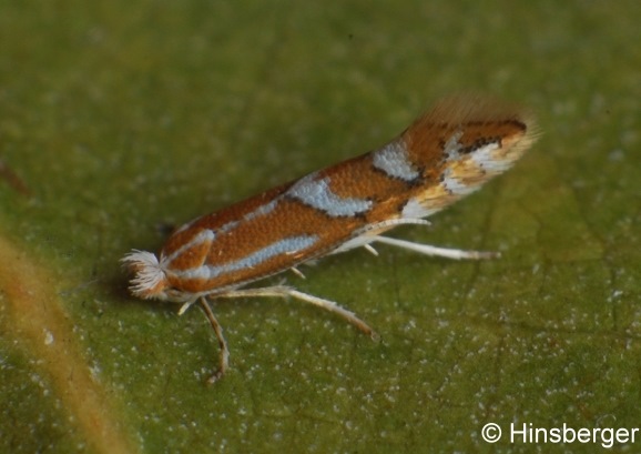 Phyllonorycter dubitella (HERRICH-SCHFFER, 1855)