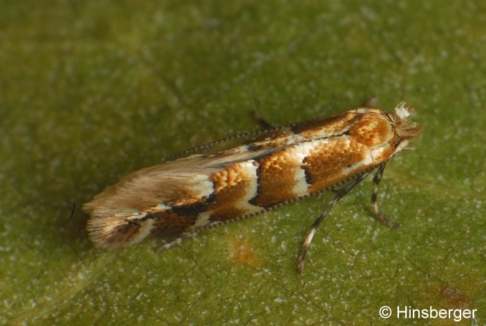 Phyllonorycter emberizaepennella (Bouch, 1834)