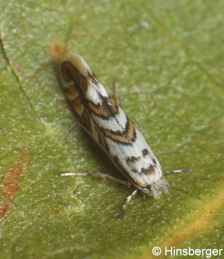 Phyllonorycter geniculella (RAGONOT, 1874)