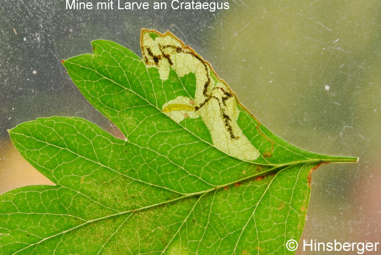 Stigmella regiella (HERRICH-SCHFFER, 1855)