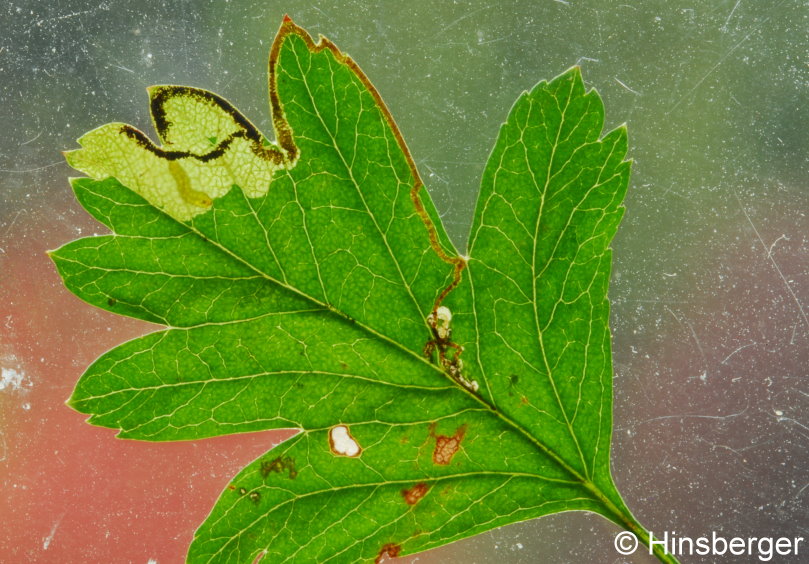 Stigmella regiella (HERRICH-SCHFFER, 1855)