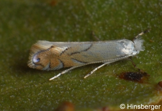 Phyllonorycter harrisella (LINNAEUS, 1761)