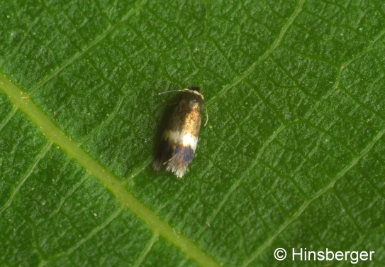 Stigmella crataegella (KLIMESCH, 1936)