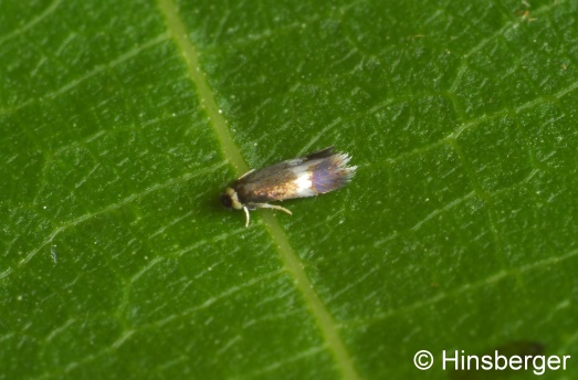 Stigmella crataegella (KLIMESCH, 1936)