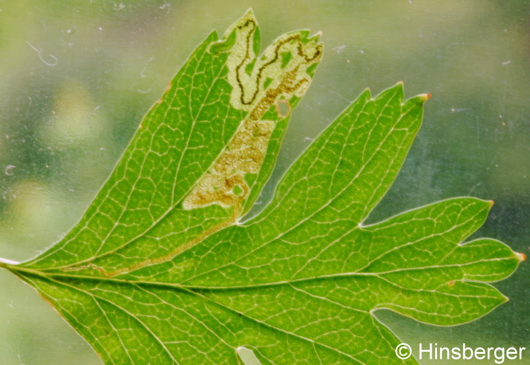 Stigmella crataegella (KLIMESCH, 1936)