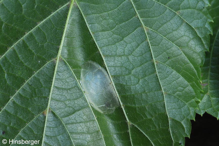 Phyllonorycter issikii (Kumata, 1963)
