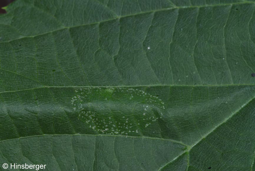 Phyllonorycter issikii (Kumata, 1963)