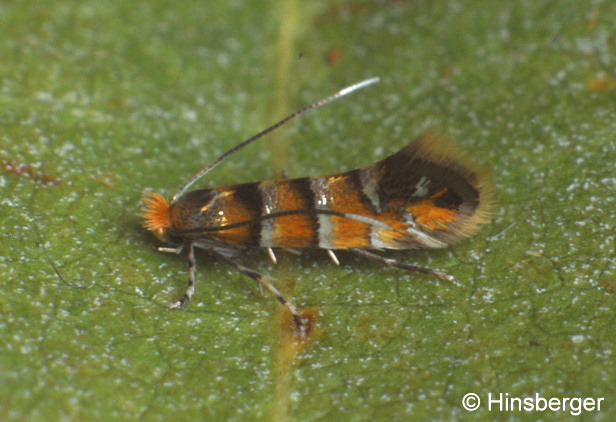 Phyllonorycter kleemannella (FABRICIUS, 1781)