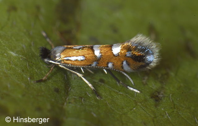 Phyllonorycter lautella (ZELLER, 1846)