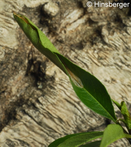 Phyllonorycter leucographella (ZELLER, 1850)