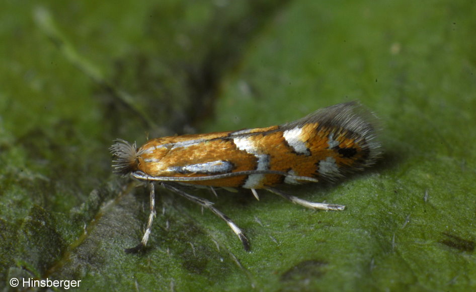 Phyllonorycter medicaginella (Gerasimov, 1930)