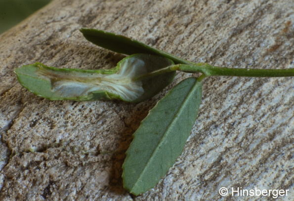 Phyllonorycter medicaginella (Gerasimov, 1930)