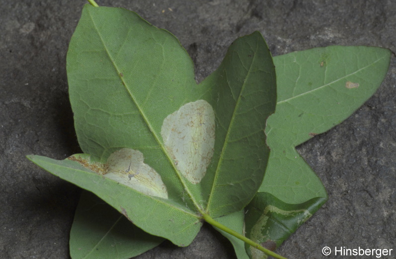 Phyllonorycter monspessulanella (FUCHS, 1897)