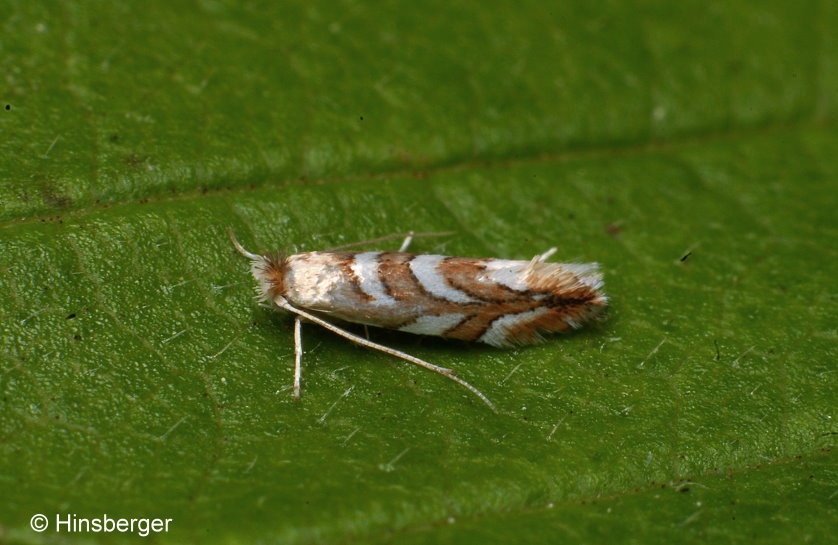 Phyllonorycter muelleriella (ZELLER, 1839)