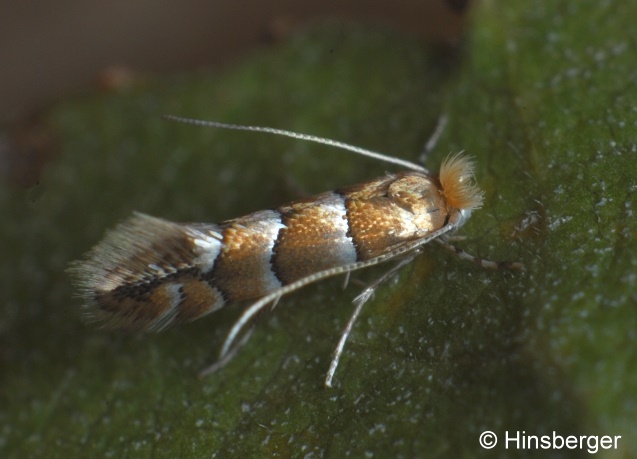 Phyllonorycter nicellii (STAINTON, 1851)
