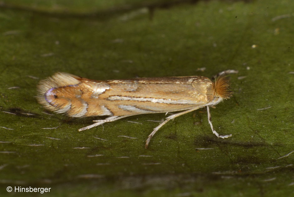 Phyllonorycter quercifoliella (ZELLER, 1839)