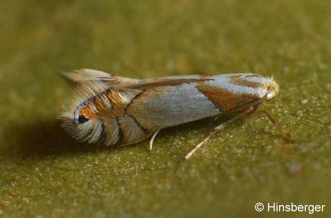 Phyllonorycter roboris (ZELLER, 1839)