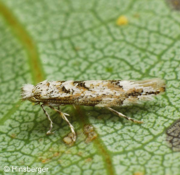 Phyllonorycter sagitella (BJERKANDER, 1790)