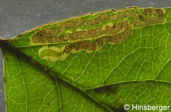 Stigmella oxyacanthella (STAINTON, 1854)